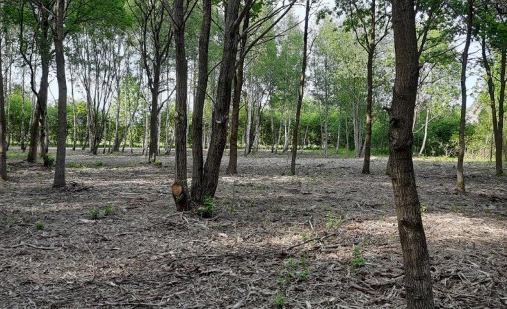 działka na sprzedaż - Żabia Wola, Słubica Dobra