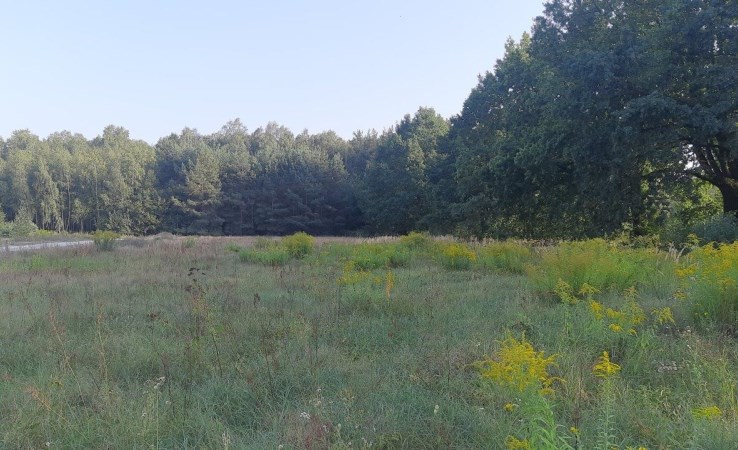 działka na sprzedaż - Grodzisk Mazowiecki (gw), Zapole