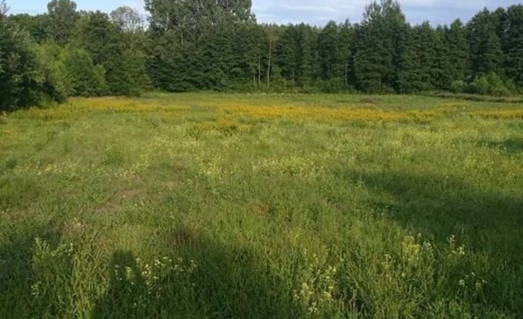 działka na sprzedaż - Mszczonów (gw), Suszeniec